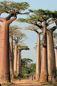 Baobad alley  Madagascar